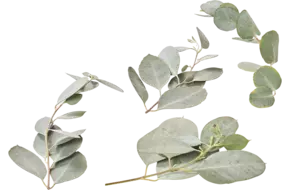 Eucalyptus blad 50gr